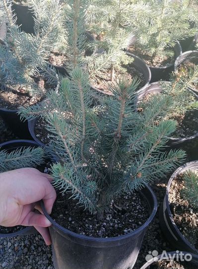 Ель Glauca, глаука