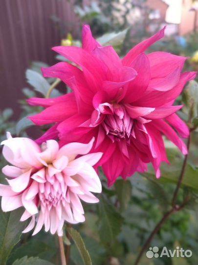 Георгины клубни