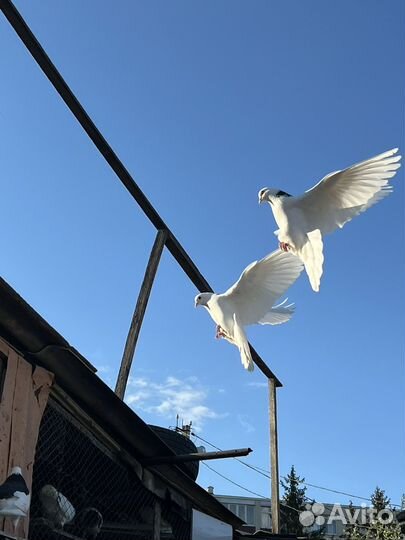 Голуби пермские гривуны