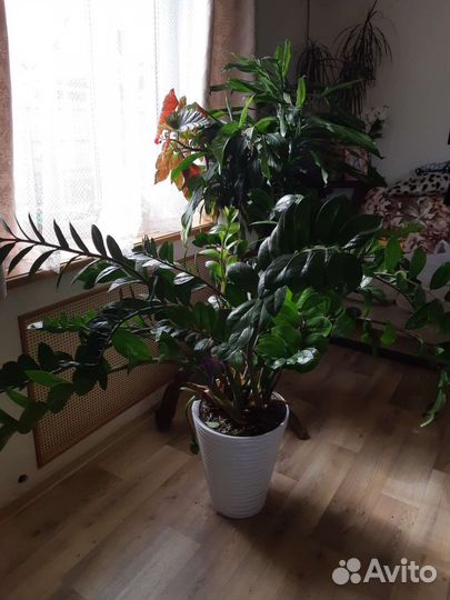 Замиокулькас