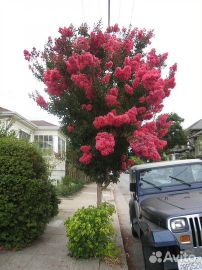 Сирень,Красная Москва,на штамбе