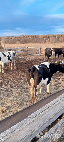 Корова дойная