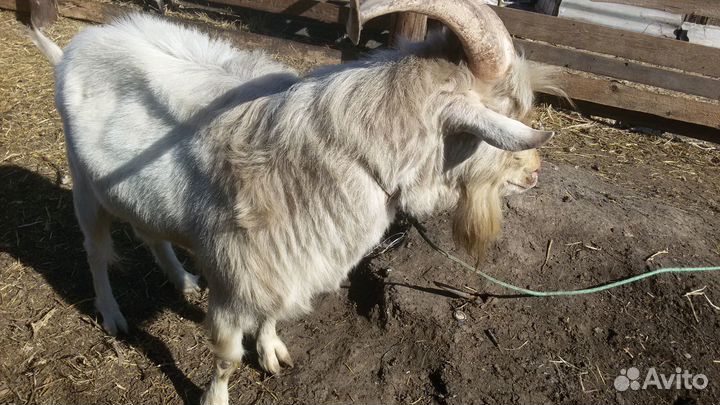 Продам козла