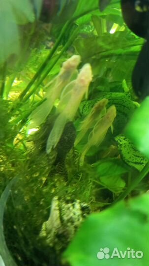 Сомики анциструсы