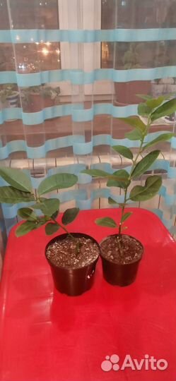 Лавровое дерево, Лимон, Папоротник