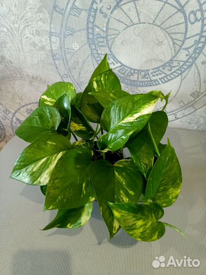 Сциндапсус золотистый