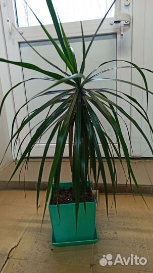 Пальма драцена