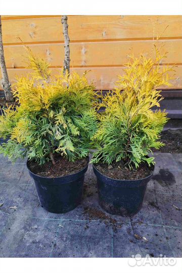 Туя для живой изгороди