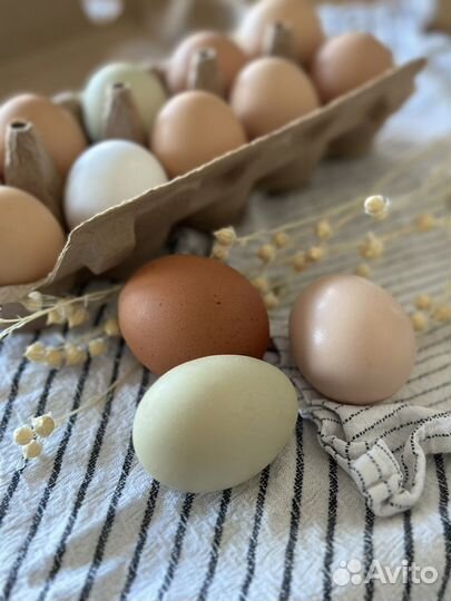 Домашние куриные яйца