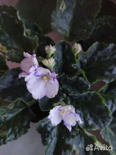 Сортовые фиалки