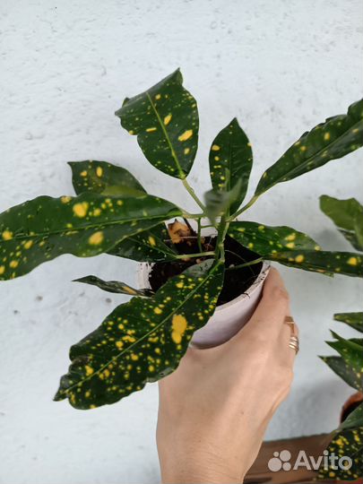 Кодиеум Кротон