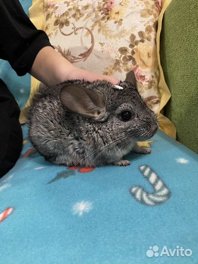 Продаются шиншиллы