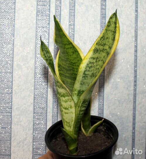 Сансевиерия Ханни крем и другие