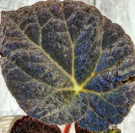 Бегония Begonia Xanthina Hook var Lazuli