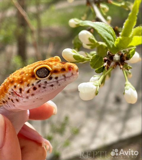 Эублефар и Гемитеконикс