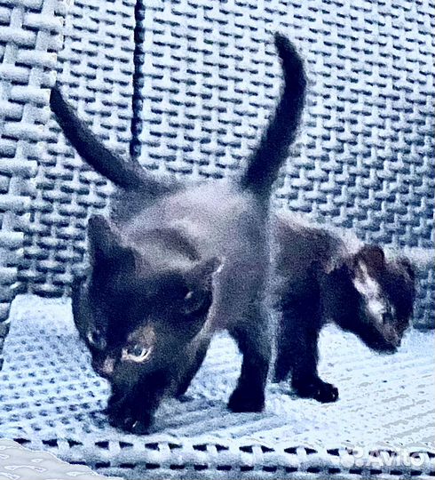 Котята в добрые руки бесплатно