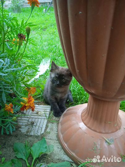 Британские котята