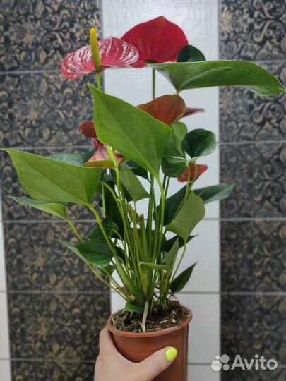 Антуриум красный сорт успех