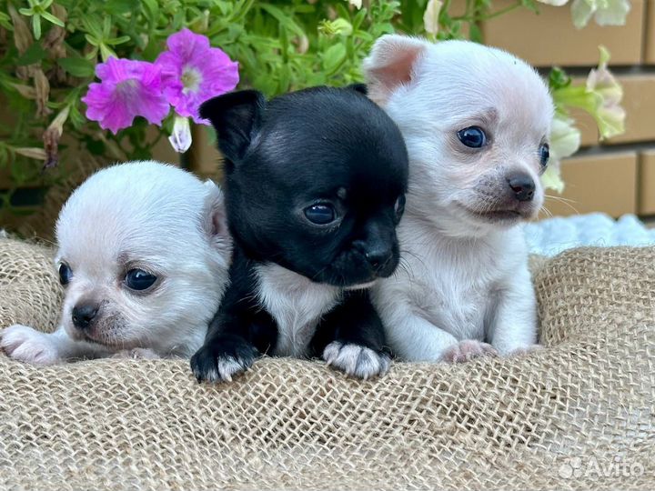 Щенки чихуахуа мини