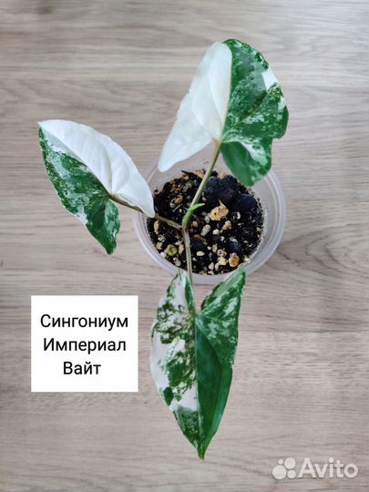 Комнатные цветы набором