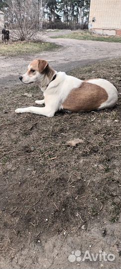 Дейзи стерилизованная в добрые руки