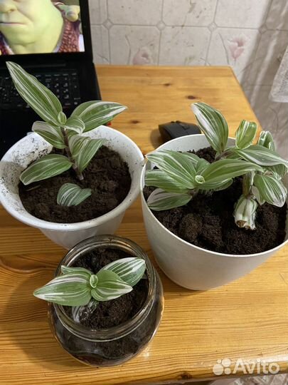 Традесканция