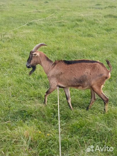 Козлята/ козы