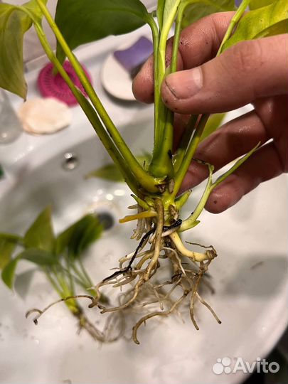 Спатифиллюм (Женское счастье)