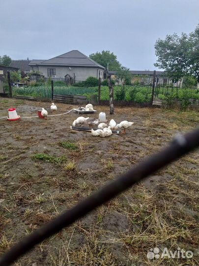 Гусята 3 месячные