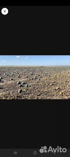 Зимниий Арбуз (Черный Принц),Холодок