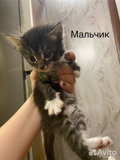 Котята в добрые руки бесплатно