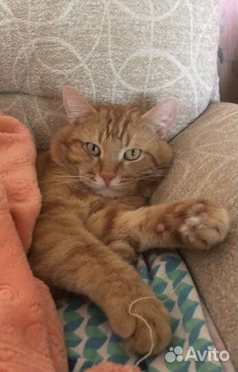 Кот для вязки