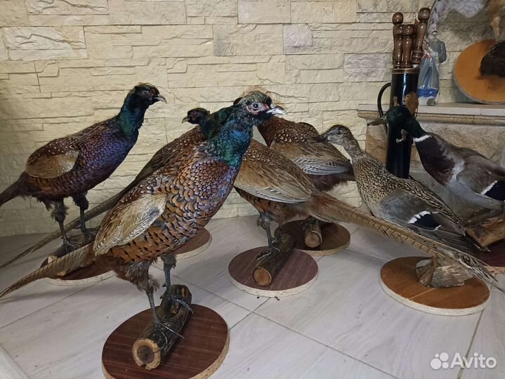 Таксидермия