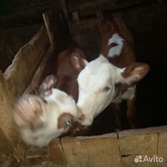 Айширская корова