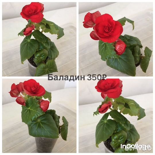 Цветущие бегонии элатиор