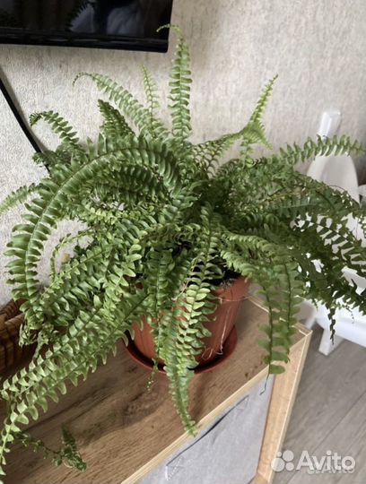 Комнатное растение Папоротник нефролепис