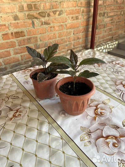 Псевдоэрантемум