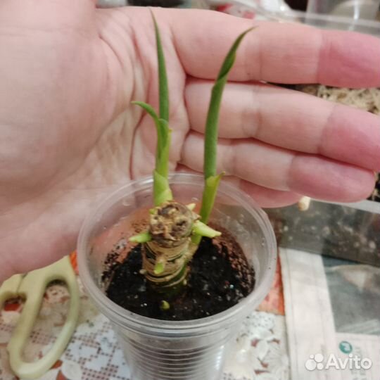 Аглаонема фридмана