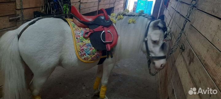 Конь и пони на праздник