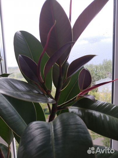 Фикус каучуконосный эластика