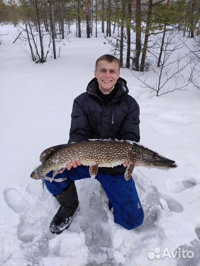 Жерлицы (самоловки) оснащенные+рейка для установки