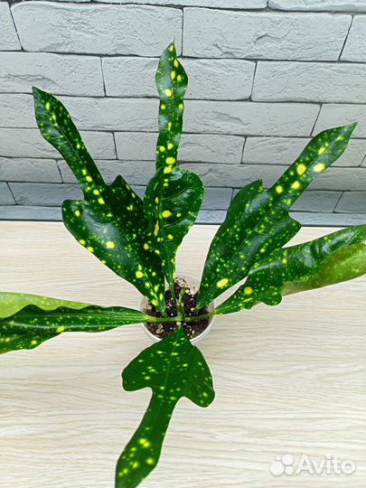 Кротон голд тридент