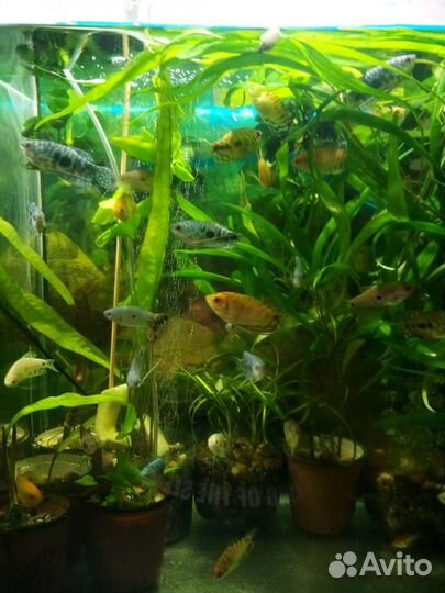 Аквариумные рыбки
