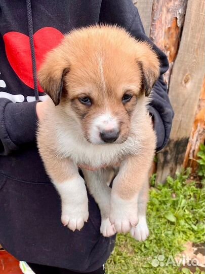 Собака в добрые руки отдам бесплатно