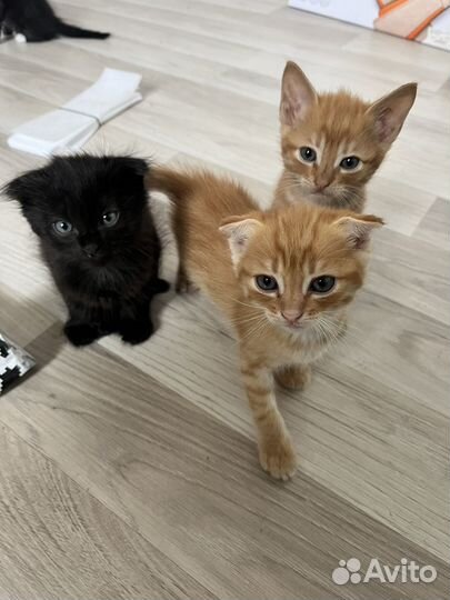 Котята