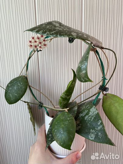 Хойя каудата сильвер splash