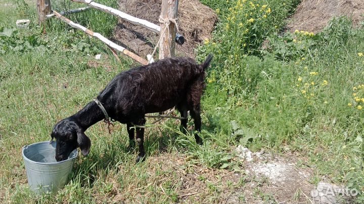 Продам коз две козочки козёл и коза дойная