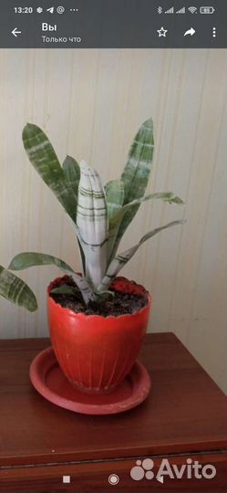 4 горшка. Фикус бенджамина,эхмея