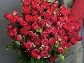 Кустовая пионовидная роза красная