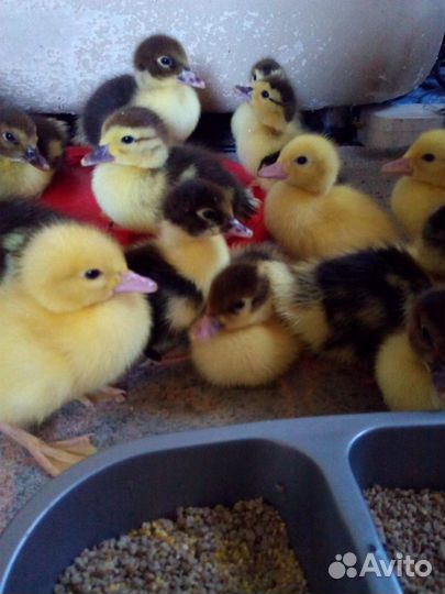 Суточные индоутята